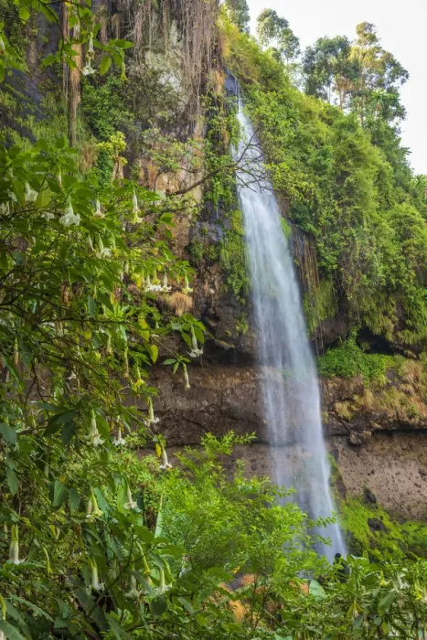 Framed Print : Africa, Uganda, Sipi Falls. A view of the second falls with beautiful plants of Angels Trumpets in front