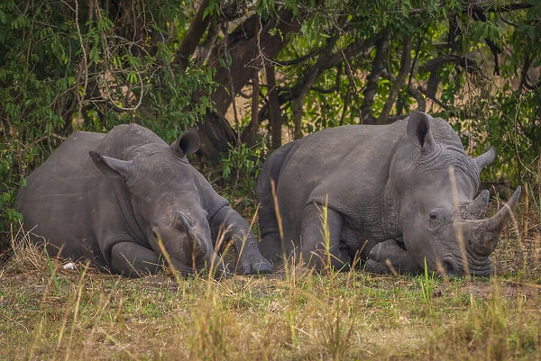 Africa, Uganda, Ziwa Rhino Sanctuary. Rhino tracking on Foot. Two Southern white rhinos