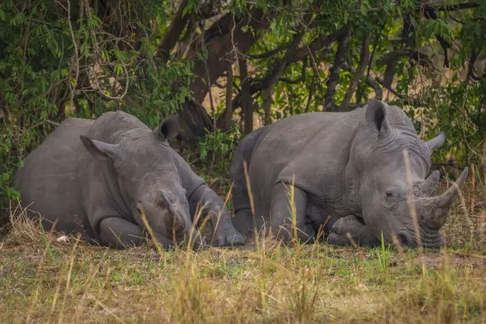 Framed Print : Africa, Uganda, Ziwa Rhino Sanctuary. Rhino tracking on Foot. Two Southern white rhinos