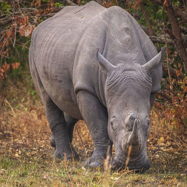Africa, Uganda, Ziwa Rhino Sanctuary. Rhino tracking on Foot. Southern white rhino