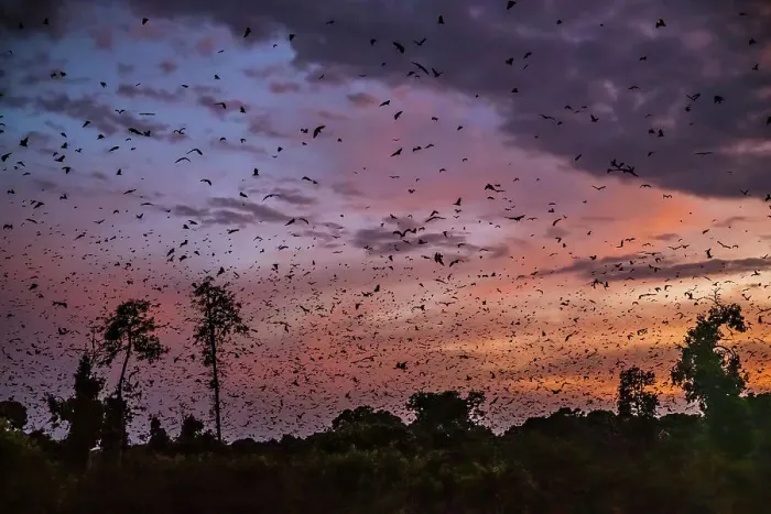 Framed Print : Africa, Zambia, Kasanka National Park. The migration of fruit bats at sunrise Framed Print : Africa, Zambia, Kasanka National Park. The migration of fruit bats at sunrise