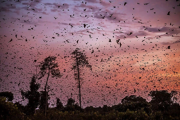 Africa, Zambia, Kasanka National Park. The migration of fruit bats at sunrise