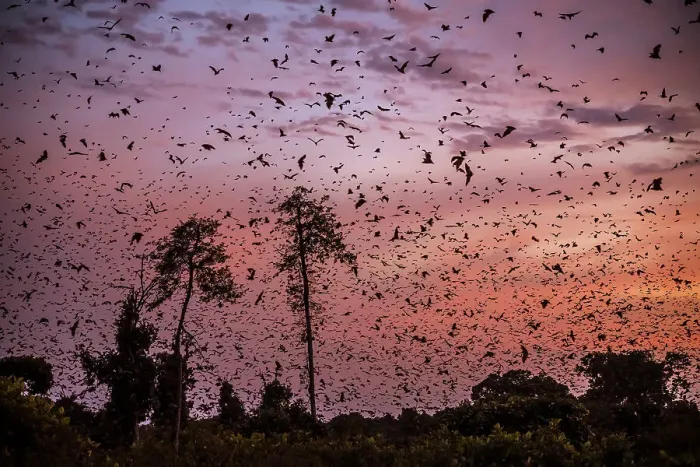 Framed Print : Africa, Zambia, Kasanka National Park. The migration of fruit bats at sunrise Framed Print : Africa, Zambia, Kasanka National Park. The migration of fruit bats at sunrise