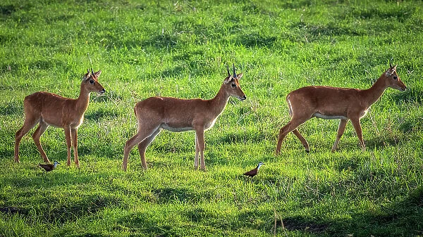 Africa, Zambia, Kasanka National Park. Puku antelopes walking in the swamp