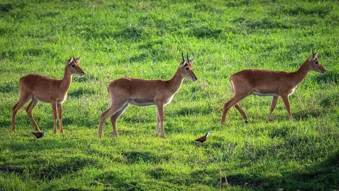 Framed Print : Africa, Zambia, Kasanka National Park. Puku antelopes walking in the swamp Framed Print : Africa, Zambia, Kasanka National Park. Puku antelopes walking in the swamp
