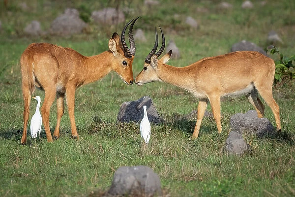 Africa, Zambia, Kasanka National Park. Puku antelopes walking in the swamp