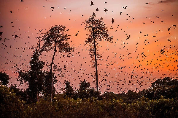 Africa, Zambia, Kasanka National Park. The migration of fruit bats at sunrise