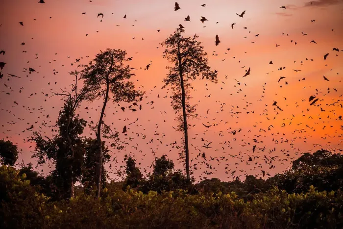 Framed Print : Africa, Zambia, Kasanka National Park. The migration of fruit bats at sunrise