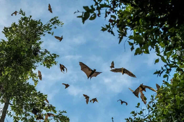 Framed Print : Africa, Zambia, Kasanka National Park. Straw coloured fruit bats flying over the forest Framed Print : Africa, Zambia, Kasanka National Park. Straw coloured fruit bats flying over the forest