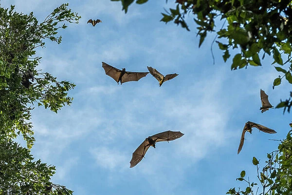 Africa, Zambia, Kasanka National Park. Straw coloured fruit bat flying over the forest