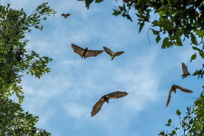 Framed Print : Africa, Zambia, Kasanka National Park. Straw coloured fruit bat flying over the forest Framed Print : Africa, Zambia, Kasanka National Park. Straw coloured fruit bat flying over the forest