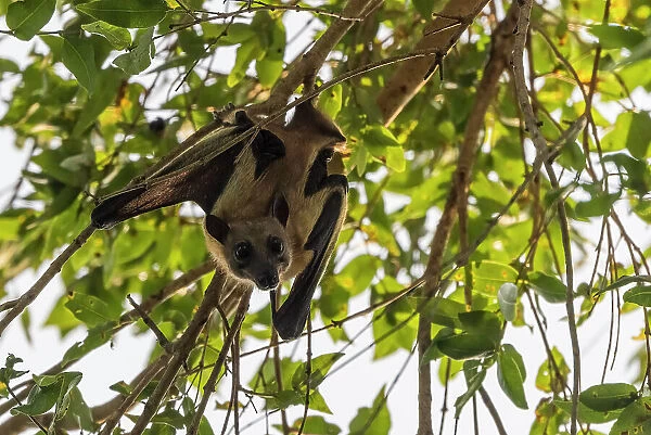 Africa, Zambia, Kasanka National Park. Straw coloured fruit bats resting in the trees