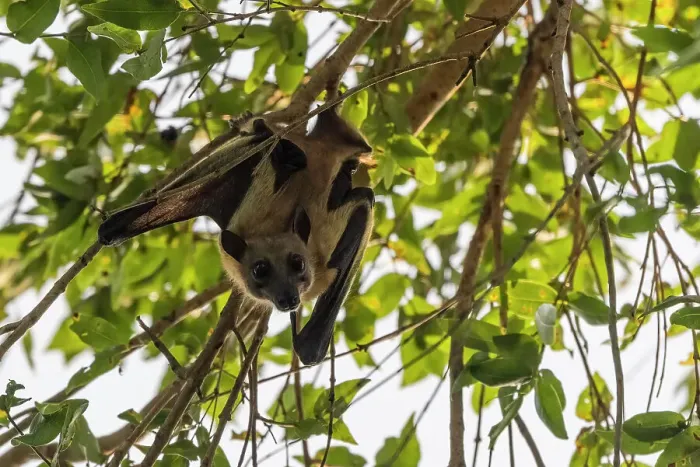 Framed Print : Africa, Zambia, Kasanka National Park. Straw coloured fruit bats resting in the trees Framed Print : Africa, Zambia, Kasanka National Park. Straw coloured fruit bats resting in the trees
