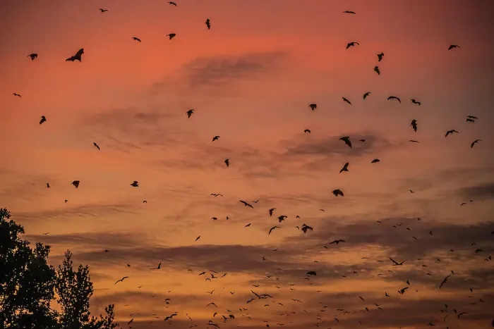 Framed Print : Africa, Zambia, Kasanka National Park. The migration of fruit bats at sunrise Framed Print : Africa, Zambia, Kasanka National Park. The migration of fruit bats at sunrise