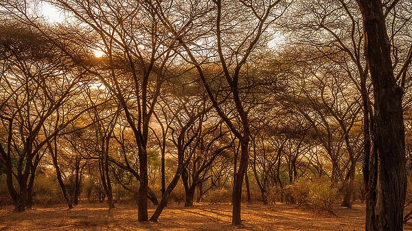 Africa, Zambia, North Luangwa. A forest of umbrella acacias at sunset