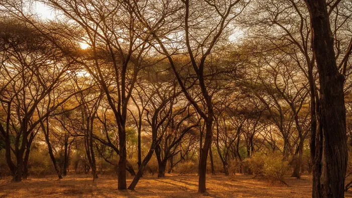 Framed Print : Africa, Zambia, North Luangwa. A forest of umbrella acacias at sunset Framed Print : Africa, Zambia, North Luangwa. A forest of umbrella acacias at sunset