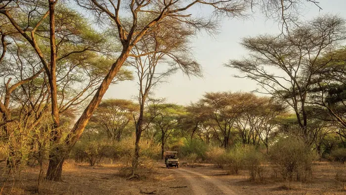 Framed Print : Africa, Zambia, North Luangwa National Park. An open safari vehicle driving through a forest of umbrella acacias at sunset Framed Print : Africa, Zambia, North Luangwa National Park. An open safari vehicle driving through a forest of umbrella acacias at sunset