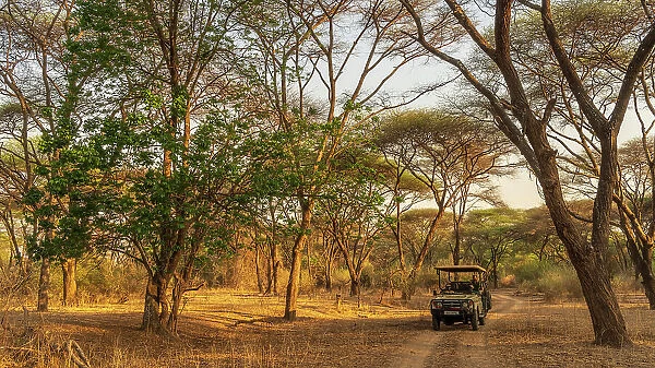 Africa, Zambia, North Luangwa National Park. An open safari vehicle driving through a forest of umbrella acacias at sunset