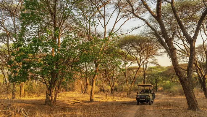 Framed Print : Africa, Zambia, North Luangwa National Park. An open safari vehicle driving through a forest of umbrella acacias at sunset Framed Print : Africa, Zambia, North Luangwa National Park. An open safari vehicle driving through a forest of umbrella acacias at sunset