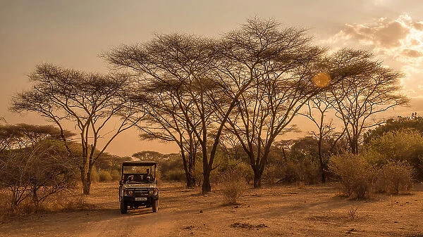 Africa, Zambia, North Luangwa National Park. An open safari vehicle driving through a forest of umbrella acacias at sunset