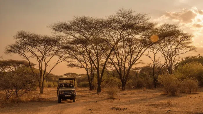 Framed Print : Africa, Zambia, North Luangwa National Park. An open safari vehicle driving through a forest of umbrella acacias at sunset Framed Print : Africa, Zambia, North Luangwa National Park. An open safari vehicle driving through a forest of umbrella acacias at sunset