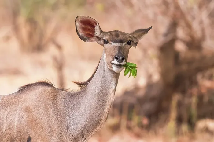 Framed Print : Africa, Zambia, North Luangwa National Park. A greater Kudu female feeding on some leaves Framed Print : Africa, Zambia, North Luangwa National Park. A greater Kudu female feeding on some leaves