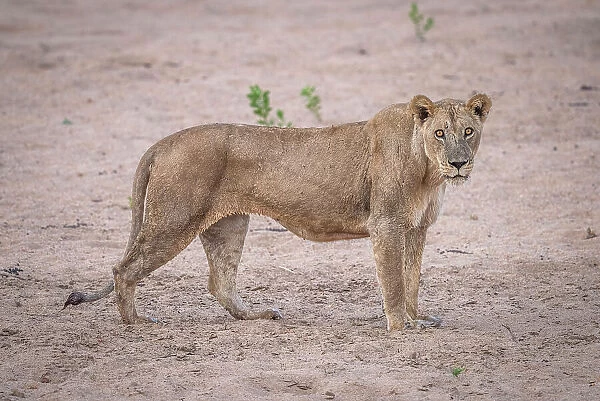 Africa, Zambia, North Luangwa. A wet lioness after having crossed the Luangwa river swimming