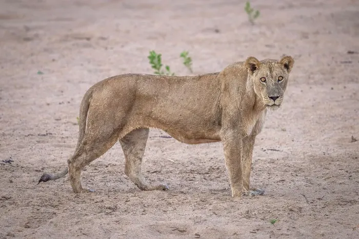 Framed Print : Africa, Zambia, North Luangwa. A wet lioness after having crossed the Luangwa river swimming Framed Print : Africa, Zambia, North Luangwa. A wet lioness after having crossed the Luangwa river swimming