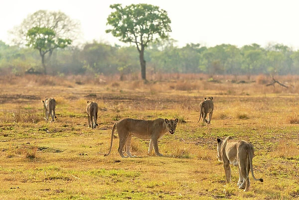 Africa, Zambia, South Luangwa National Park. A group of lionesses preparing for hunt