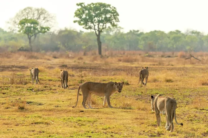 Framed Print : Africa, Zambia, South Luangwa National Park. A group of lionesses preparing for hunt Framed Print : Africa, Zambia, South Luangwa National Park. A group of lionesses preparing for hunt