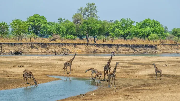 Framed Print : Africa, Zambia, South Luangwa National Park. A group of giraffes in the riverbed Framed Print : Africa, Zambia, South Luangwa National Park. A group of giraffes in the riverbed