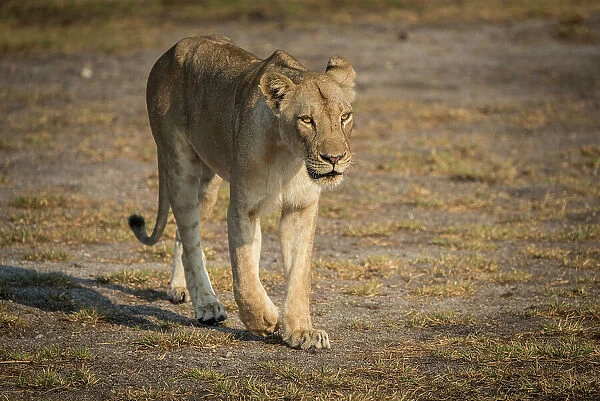 Africa, Zambia, South Luangwa National Park. A lioness preparing for hunt