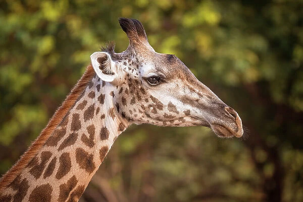 Africa, Zambia, South Luangwa National Park. Close up of a female Thornicroft's Giraffe