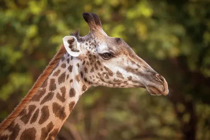 Framed Print : Africa, Zambia, South Luangwa National Park. Close up of a female Thornicroft's Giraffe Framed Print : Africa, Zambia, South Luangwa National Park. Close up of a female Thornicroft's Giraffe