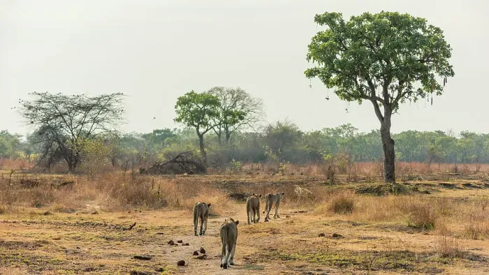 Framed Print : Africa, Zambia, South Luangwa National Park. A group of lionesses preparing for hunt Framed Print : Africa, Zambia, South Luangwa National Park. A group of lionesses preparing for hunt