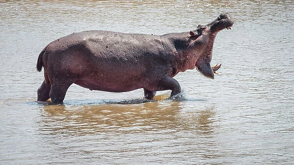 Africa, Zambia, South Luangwa National Park. An angry male hippo