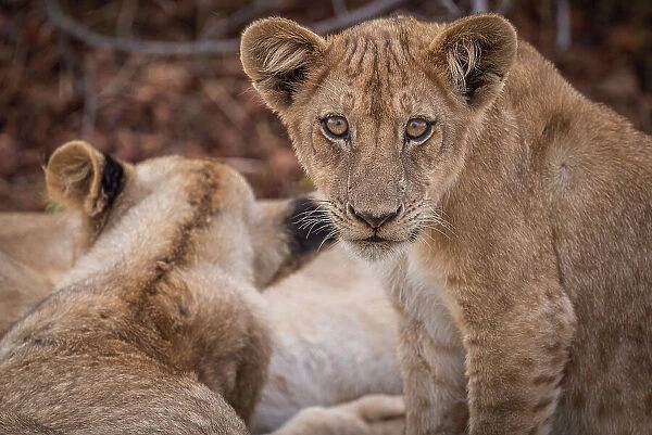 Africa, Zambia, South Luangwa National Park. Close up of a young lion in his family
