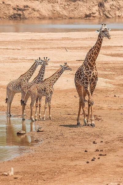 Africa, Zambia, South Luangwa National Park. A group of giraffes in the riverbed