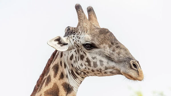 Africa, Zambia, South Luangwa National Park. Close up of a male Thornicroft's Giraffe