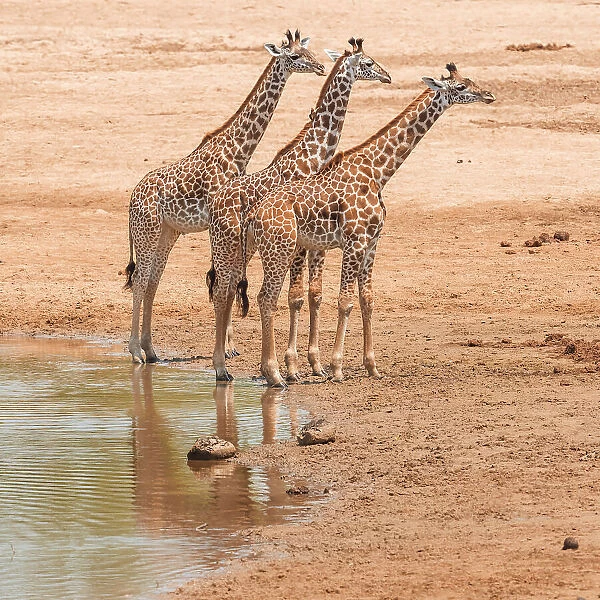 Africa, Zambia, South Luangwa National Park. A group of giraffe calves in the riverbed