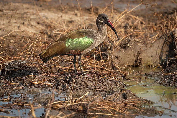 Africa, Zambia, South Luangwa National Park. Close up of a Hadeda Ibis