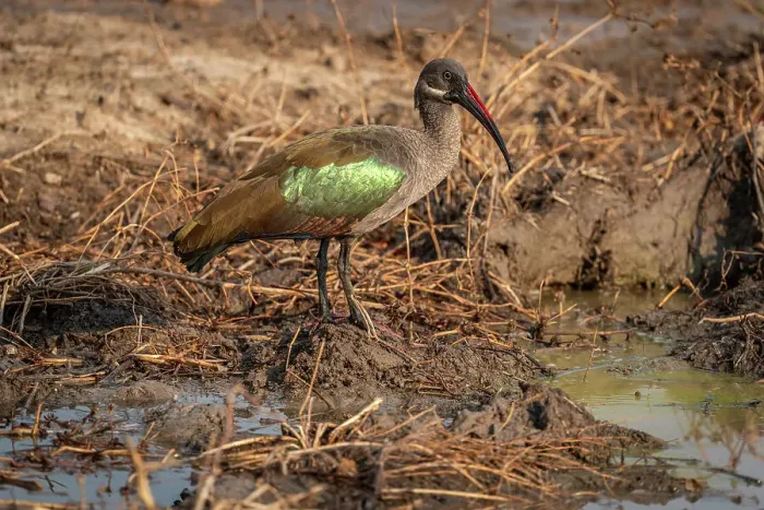 Framed Print : Africa, Zambia, South Luangwa National Park. Close up of a Hadeda Ibis Framed Print : Africa, Zambia, South Luangwa National Park. Close up of a Hadeda Ibis