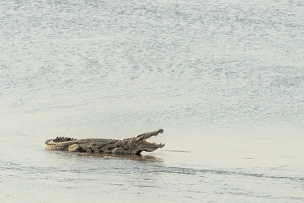 Africa, Zambia, South Luangwa National Park. A big crocodile sleeping open mouthed in the Luangwa river