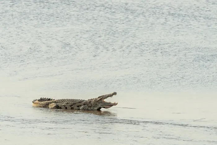Framed Print : Africa, Zambia, South Luangwa National Park. A big crocodile sleeping open mouthed in the Luangwa river Framed Print : Africa, Zambia, South Luangwa National Park. A big crocodile sleeping open mouthed in the Luangwa river