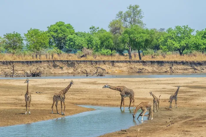 Framed Print : Africa, Zambia, South Luangwa National Park. A group of giraffes in the riverbed Framed Print : Africa, Zambia, South Luangwa National Park. A group of giraffes in the riverbed