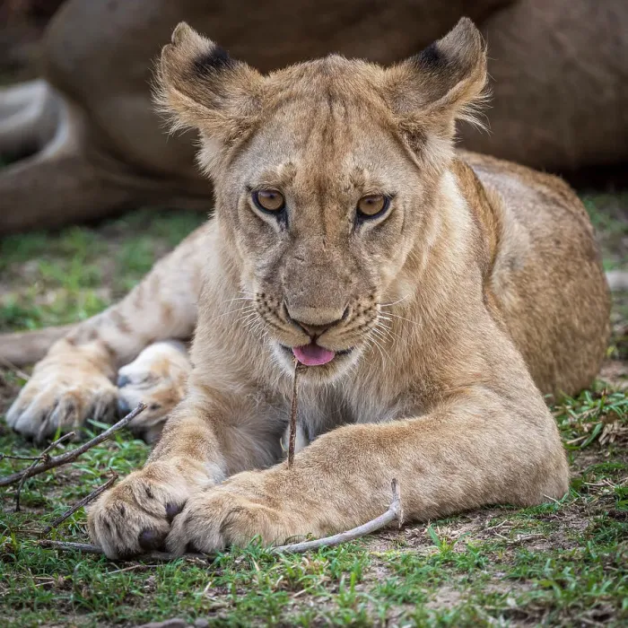 Framed Print : Africa, Zambia, South Luangwa National Park. Close up of a young lion playing with a stick Framed Print : Africa, Zambia, South Luangwa National Park. Close up of a young lion playing with a stick