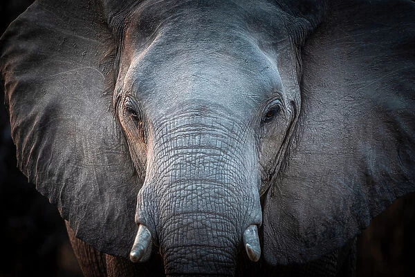 Africa, Zambia, South Luangwa National Park. Close up of an elephant