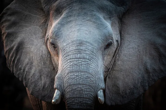Framed Print : Africa, Zambia, South Luangwa National Park. Close up of an elephant Framed Print : Africa, Zambia, South Luangwa National Park. Close up of an elephant