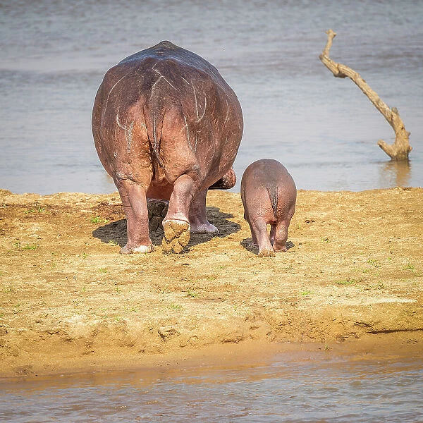Africa, Zambia, South Luangwa National Park. A hippo mother and baby going into the river