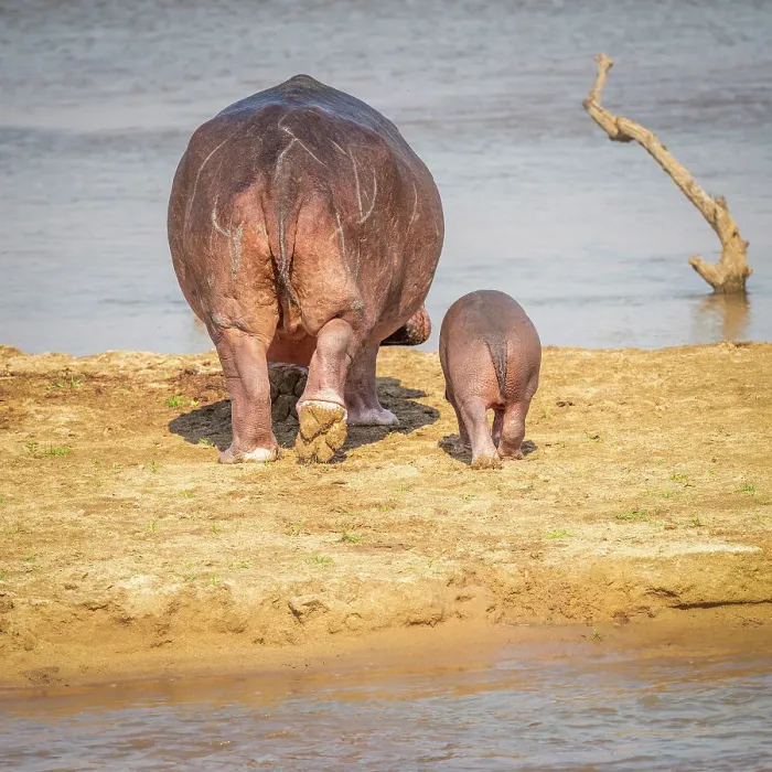 Framed Print : Africa, Zambia, South Luangwa National Park. A hippo mother and baby going into the river Framed Print : Africa, Zambia, South Luangwa National Park. A hippo mother and baby going into the river